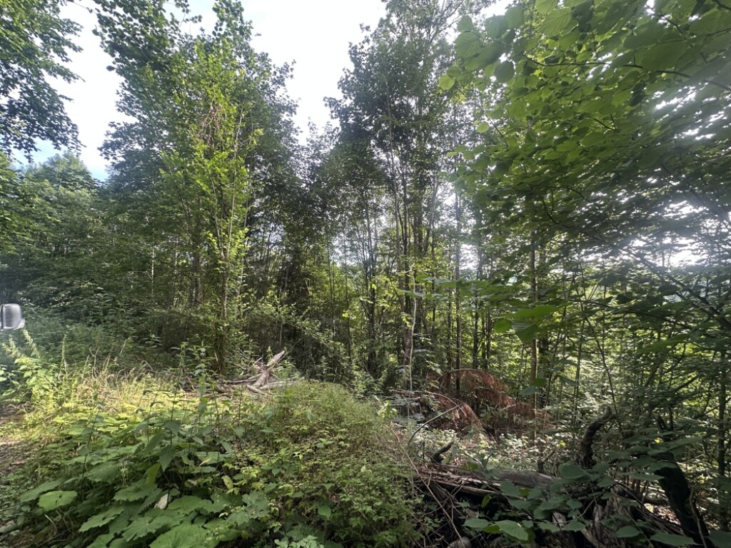 Ringelai - Waldgrundstück mit Jungwald in Ringelai