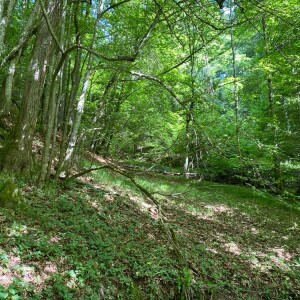 Foto1